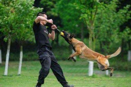 马犬与德牧哪个好饲养,马犬和德牧哪个更适合城市饲养