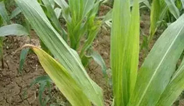 玉米缺苗断垄什么原因,农哈哈玉米播种机缺苗断垄怎么办