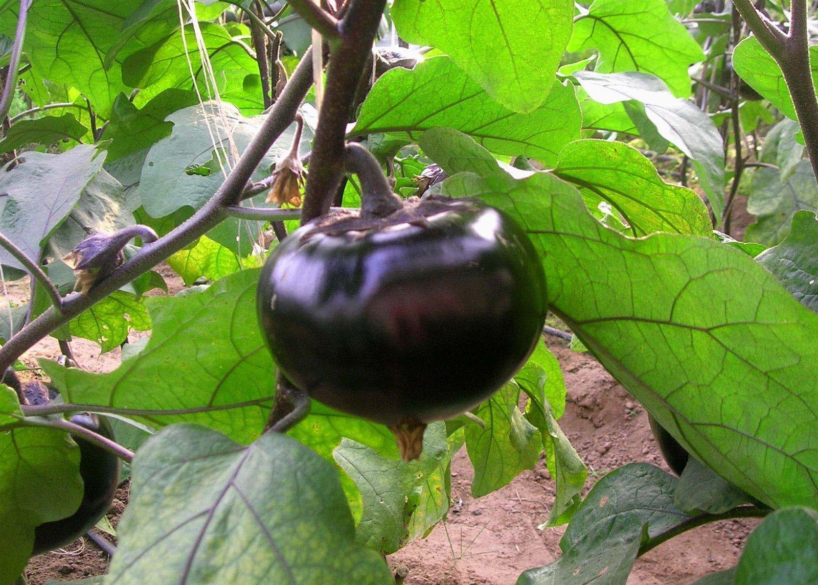 茄子是线茄还是圆茄 (茄子圆茄长茄区别)