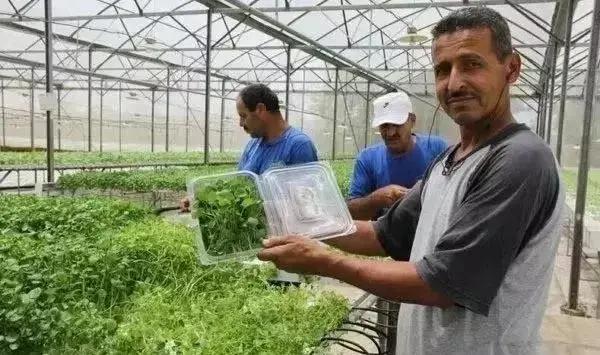 物联网水肥一体化以色列,菜吧家庭农场运营