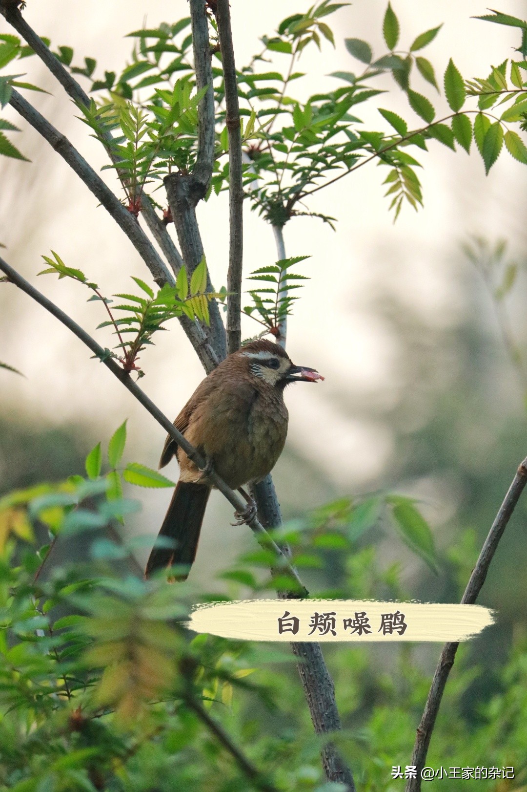 国际爱鸟日天桥岭,国际爱鸟日