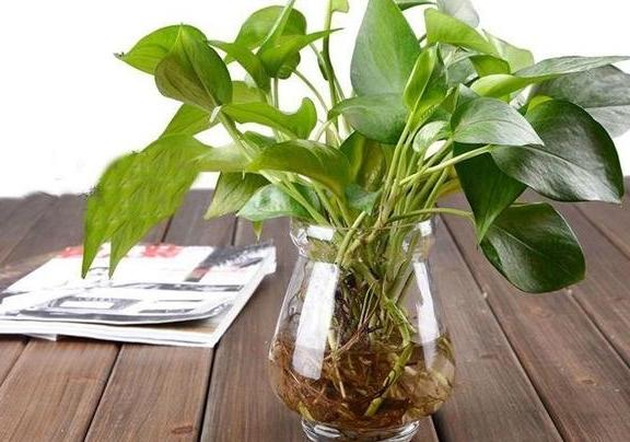 绿萝叶子变黄枯萎是什么原因水培,水培绿萝叶子发黄枯萎怎么补救