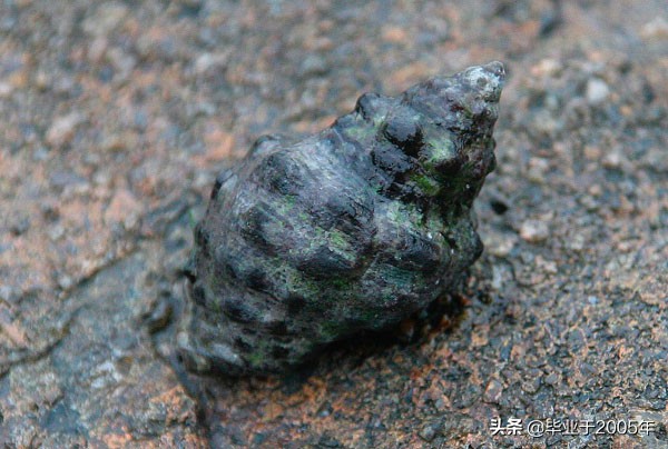 大连海鲜吃货,大连海鲜的种类