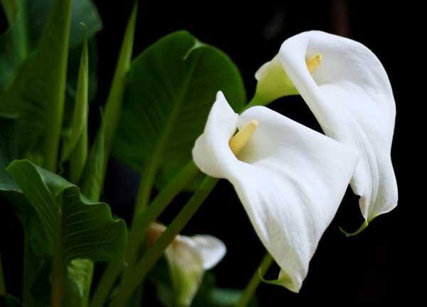 马蹄莲怎样养才能爆花,马蹄莲不开花应该怎么养