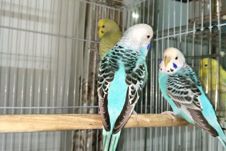 虎皮鹦鹉一共几种颜色,虎皮鹦鹉哪个品种最聪明