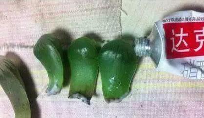 达克宁养花,养花达克宁