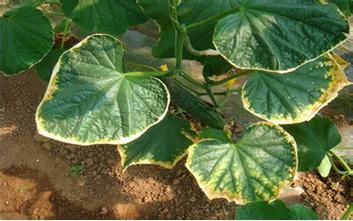 肥料过多烧苗怎么办,怎样有效避免肥料烧种烧苗问题