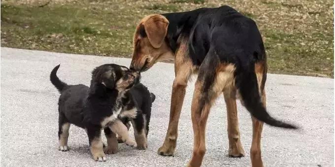 你家狗子是怎样迎接你回家过年的,你家狗子是怎么护食的