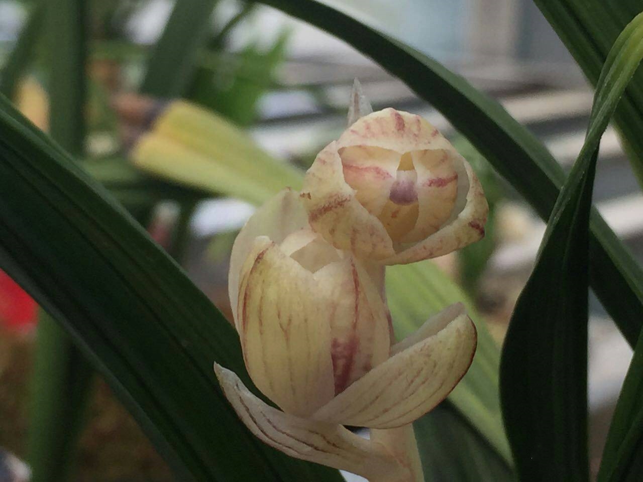 春剑十大品种排名多少钱一株,春剑特厚瓣大花