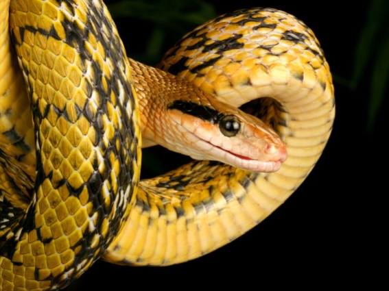 多次梦到蛇,总是梦到蛇现实也见蛇