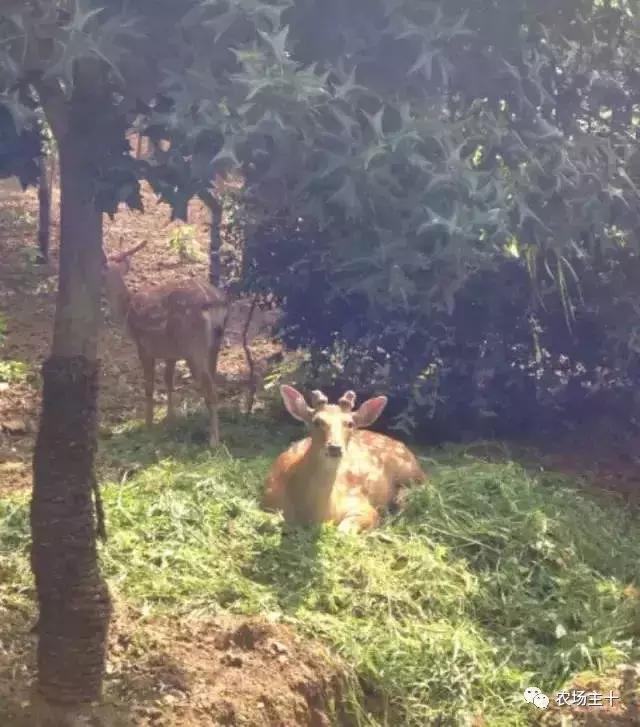 大龄休闲农庄有哪些,做休闲农庄必须考虑的几个问题