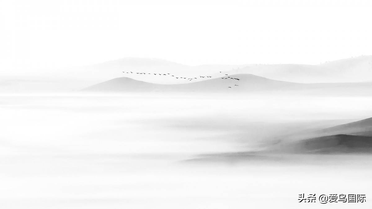 2020观鸟大年,观鸟大年完整版