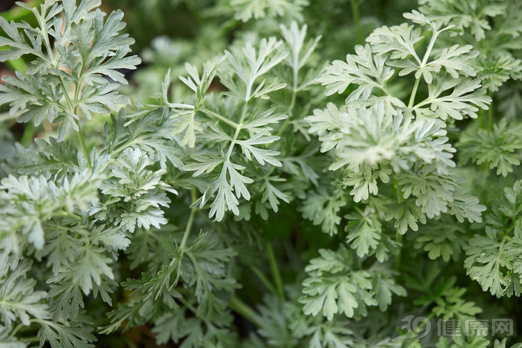 艾草怎么被吹嘘的包治百病,艾草是唯一的纯阳之药