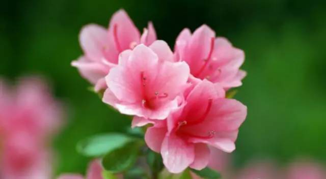 中国十大名花排行哪个是你的最爱,你知道中国十大名花是什么花吗