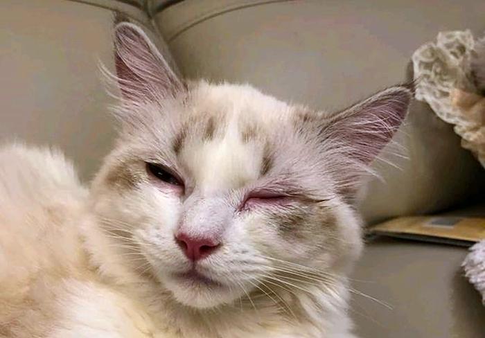 猫咪生病死前的症状都会有哪些,猫咪疾病临死前会有哪些症状