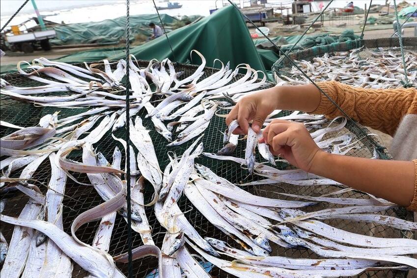 中国哪里的带鱼最好吃评测,全国哪里的带鱼最好吃