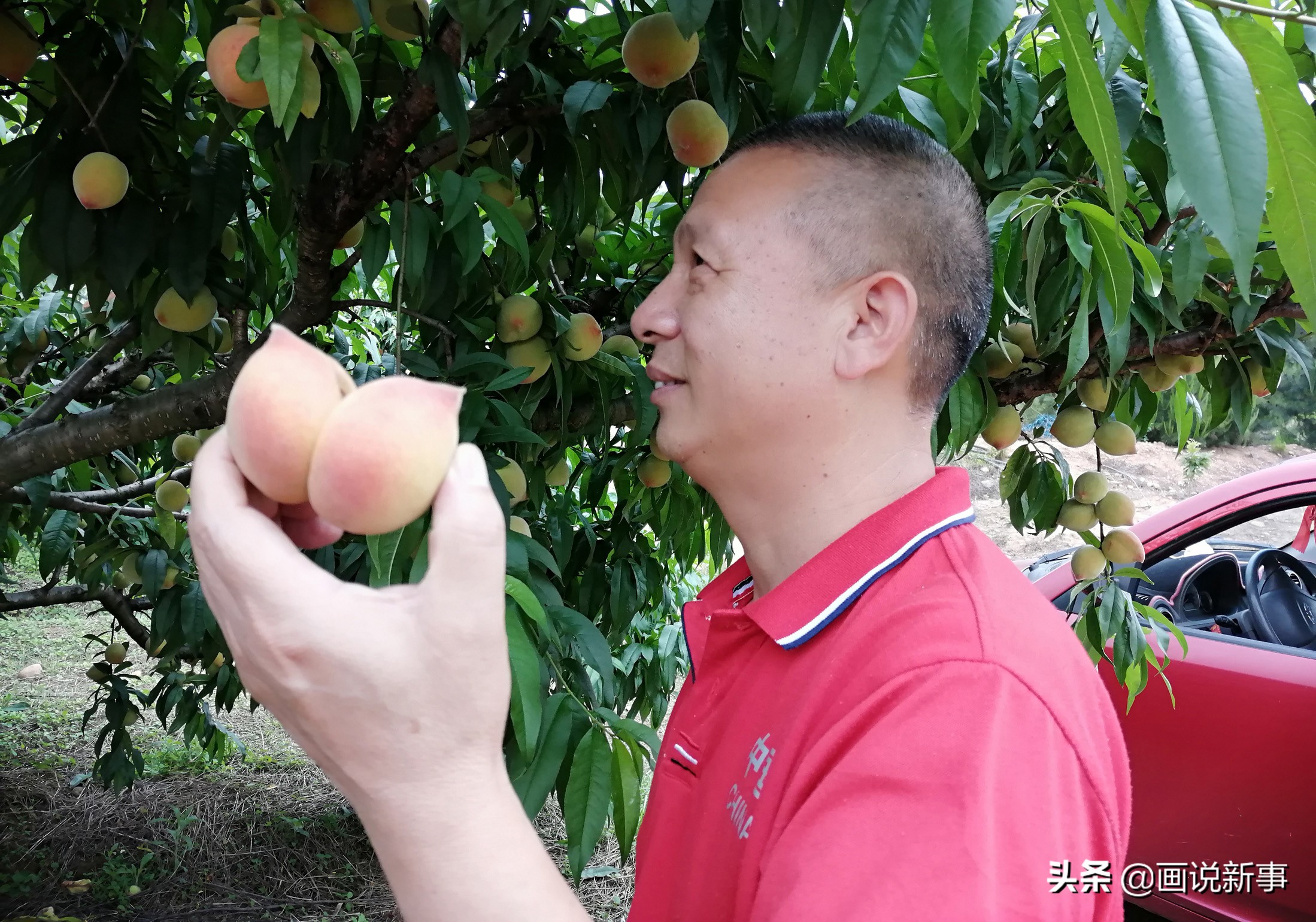 福建桃子网红,福建连城拳头桃