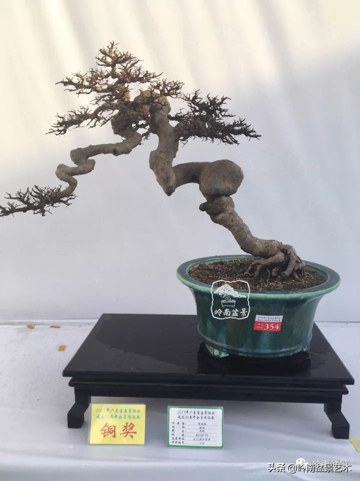 以根代杆下细上粗式盆景图片,各种老根盆景