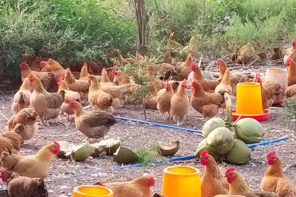 5折购海南椰子鸡饭店,椰子鸡5.5折