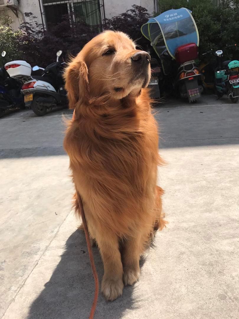 金毛狗的自制狗粮怎么做,自制金毛健康狗粮怎么做