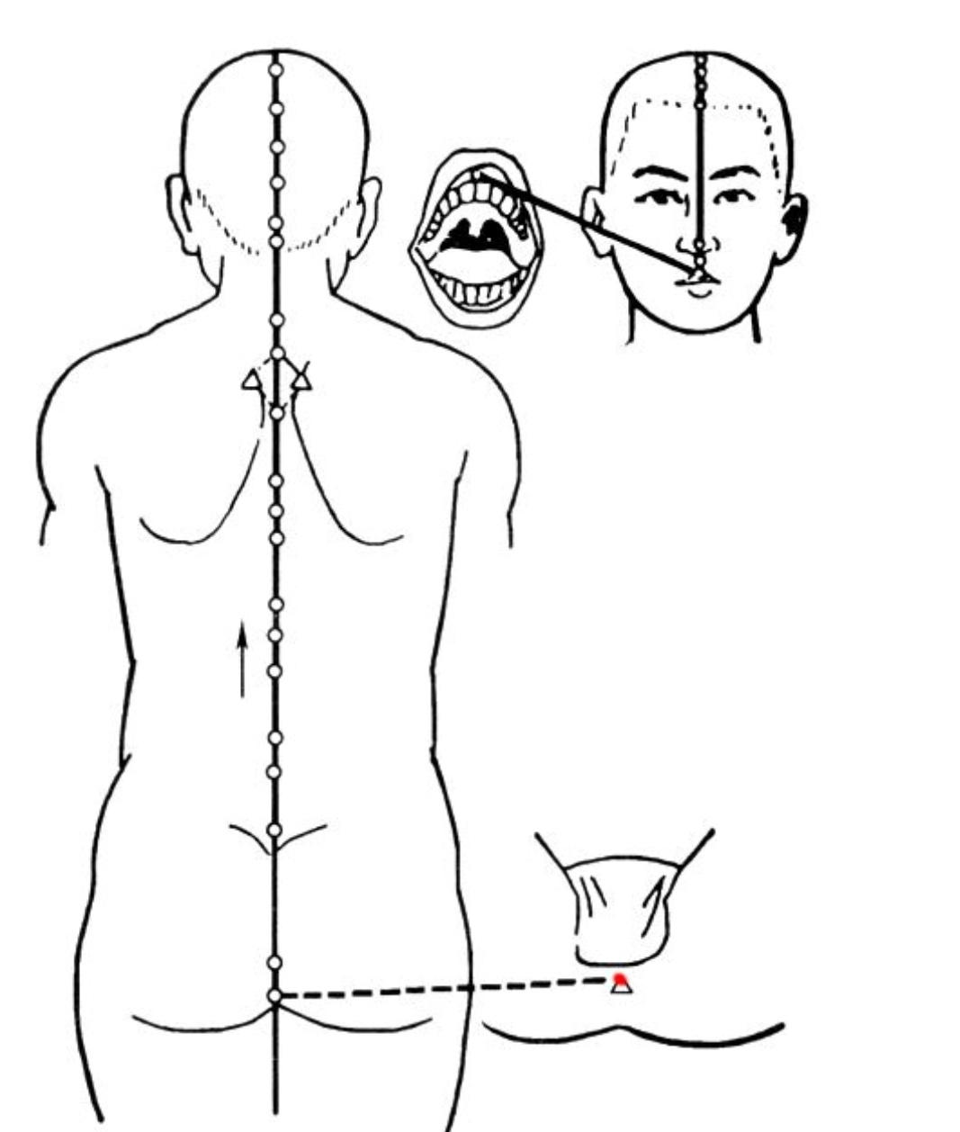 督脉“合篡间,绕篡后”是什么意思?