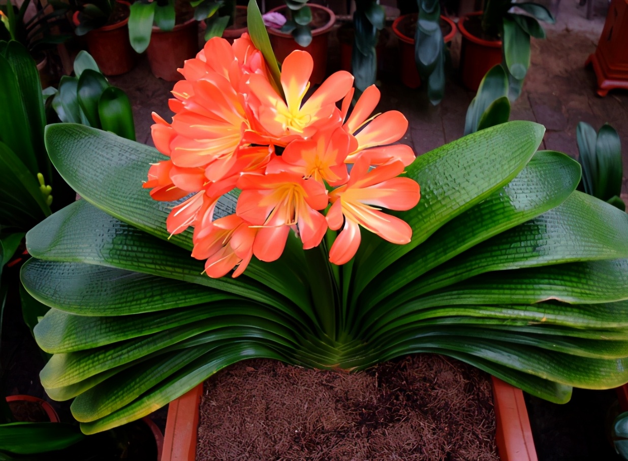 北方冬天如何制作黄豆肥水养花,黄豆水养花的方法和注意事项