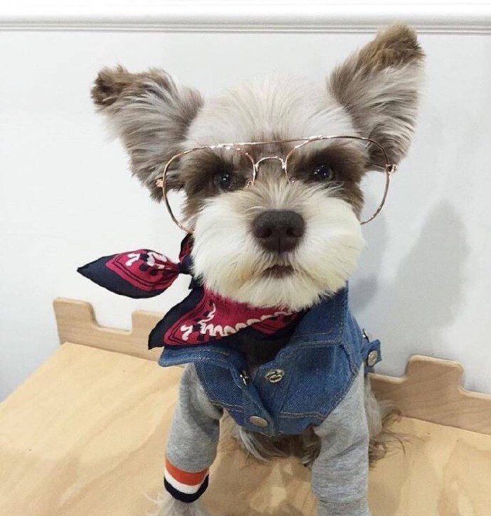 小老头雪纳瑞的缺点,小老头雪纳瑞缺点