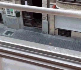 我的猫掉下楼死了怎么办,我的猫跳楼死了