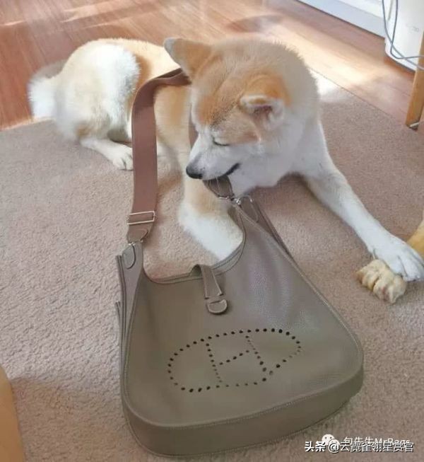 大家的包包和宠物,都太可爱了!