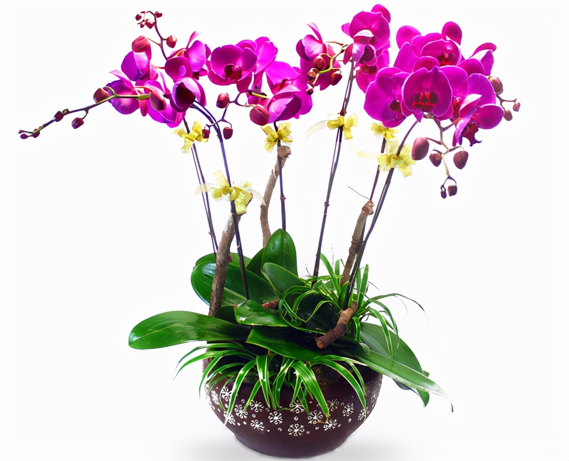 花市里裸根的兰花怎么挑选,挑选兰花苗的正确方法