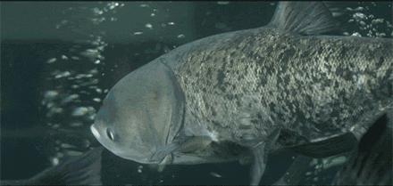 三江购物有希望么,三江购物有新增加门店吗