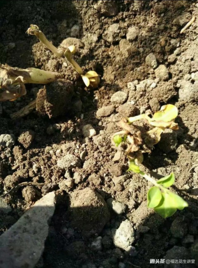 种的花生出苗上面的土厚怎么办,花生出苗一个月施肥多会死苗吗