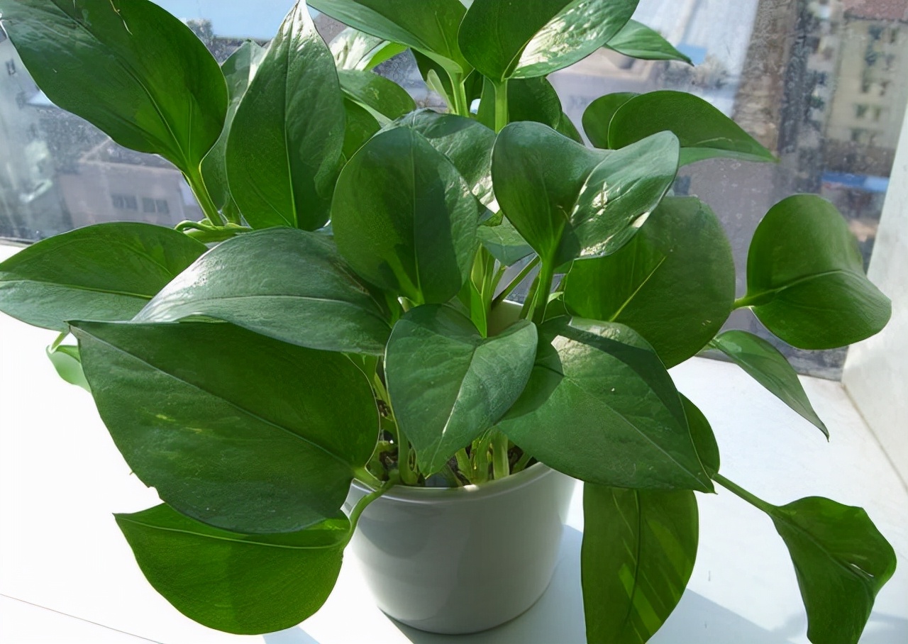 绿萝在家养叶片发黄还不长新叶片,绿萝叶片的正确使用方法