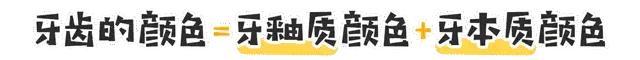人体牙齿在哪个年龄段最坚硬,人体最坚硬的部位是骨骼还是牙齿