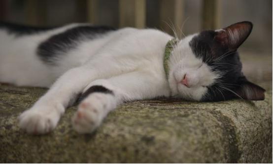 猫咪晚上不睡觉怎么办？「科瑞卡科普」