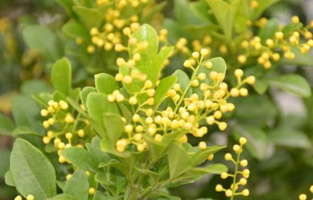 米兰花扦插方法图解,米兰花扦插的方法和时间