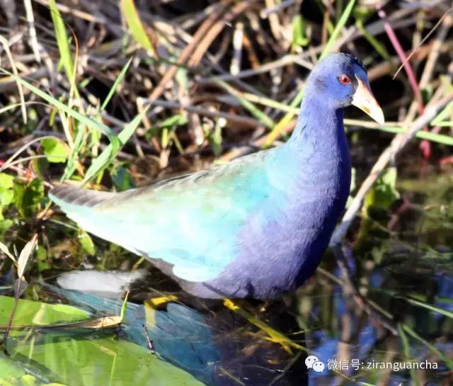 美洲有几种猛禽,美洲三大动物