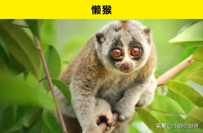 10种动物并没有你想象的那么危险,十种最可怕的动物但很可爱