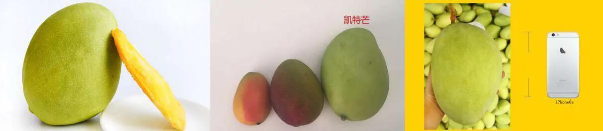 芒果品种西施芒,芒果品种四季蜜芒