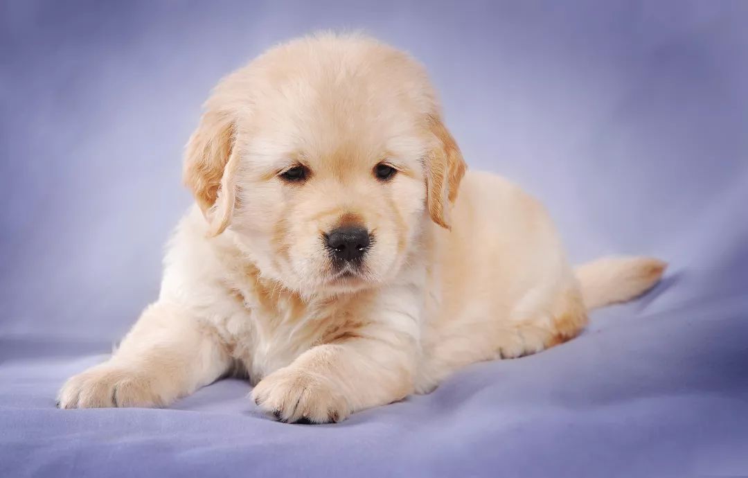 怎么挑选一只金毛幼崽,如何挑选小金毛犬