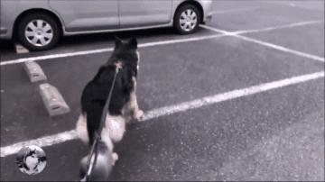 一只陪伴主人12年的德牧,德牧这种狗长大后有多可怕