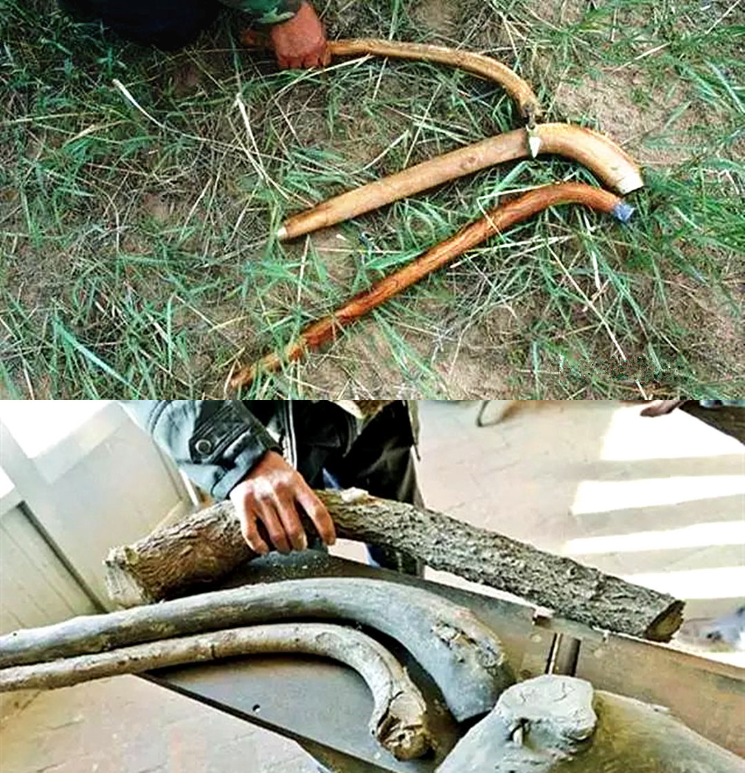 飞去来器是啥,飞去来器介绍