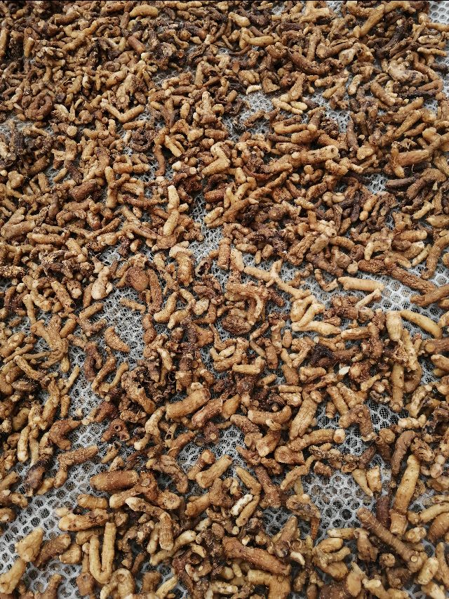 四明山哪里有山黄精,上方山三宝之一黄精