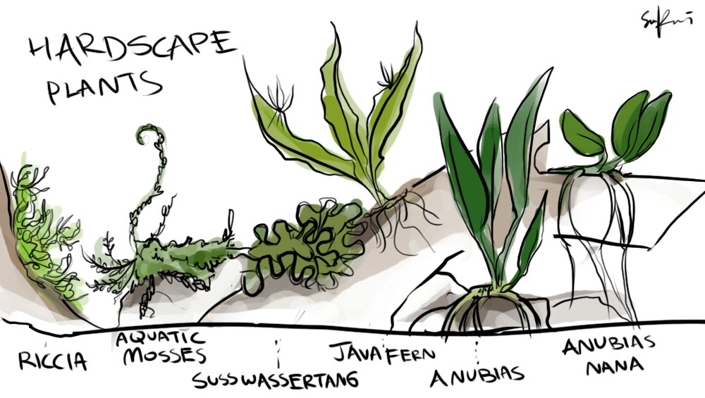 阴性草如何养,阴性草之苔类植物养殖经验总结