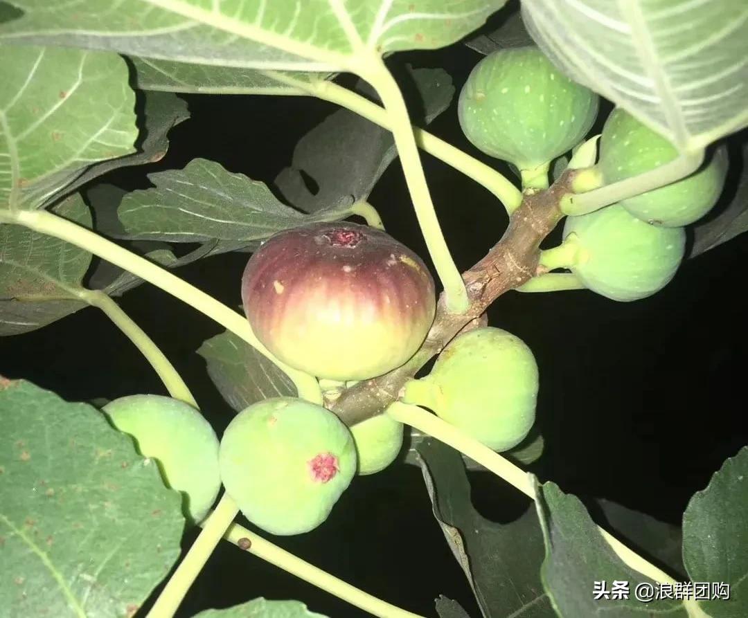 好吃无花果品种,丰产好吃的无花果推荐