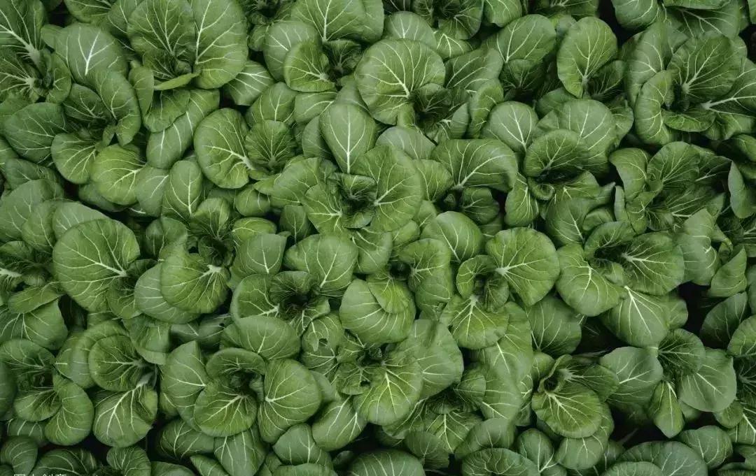 这份女性调补大全,赶快为她收藏吧!