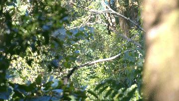 “星战”天行者现身云南？是时候认识我们的国宝了