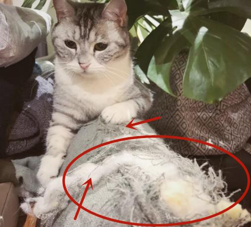 我家主子又把沙发抓坏了！过来人答疑：铲屎官到底配不配买沙发？