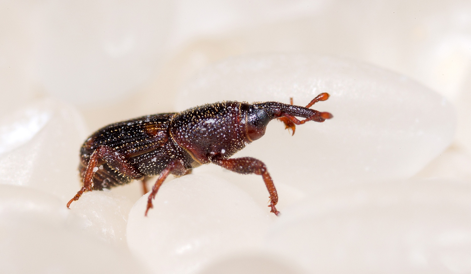 米里面的虫子除了米象还有什么,米象是什么虫