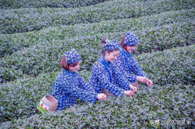 邛崃绿色产业园,邛崃碧涛茶厂